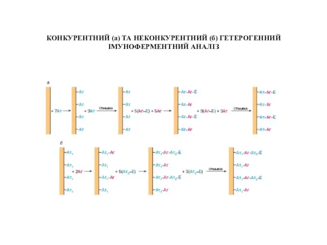 КОНКУРЕНТНИЙ (а) ТА НЕКОНКУРЕНТНИЙ (б) ГЕТЕРОГЕННИЙ ІМУНОФЕРМЕНТНИЙ АНАЛІЗ