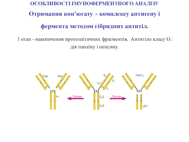 ОСОБЛИВОСТІ ІМУНОФЕРМЕНТНОГО АНАЛІЗУ Отримання кон’югату - комплексу антигену і фермента методом гібридних