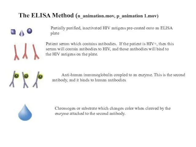 The ELISA Method (n_animation.mov, p_animation 1.mov) Partially purified, inactivated HIV antigens pre-coated