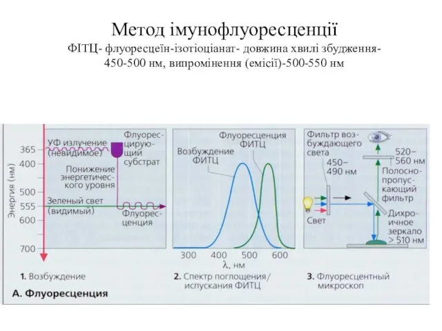 Метод імунофлуоресценції ФІТЦ- флуоресцеїн-ізотіоціанат- довжина хвилі збудження- 450-500 нм, випромінення (емісії)-500-550 нм