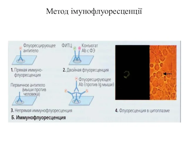 Метод імунофлуоресценції