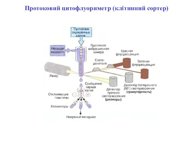 Протоковий цитофлуориметр (клітинний сортер)