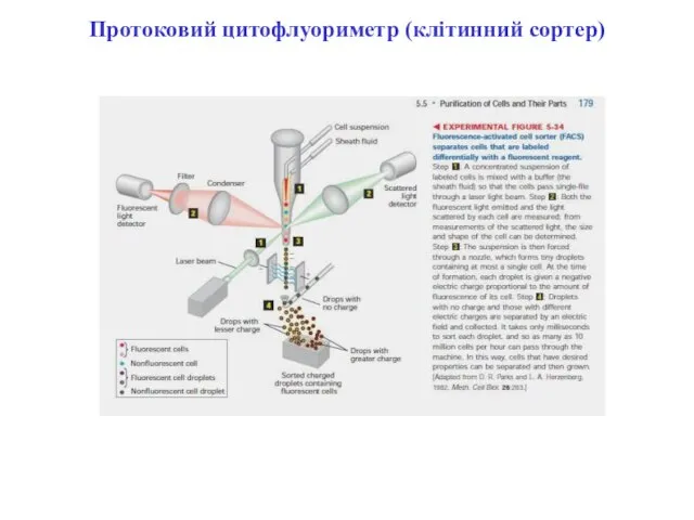 Протоковий цитофлуориметр (клітинний сортер)