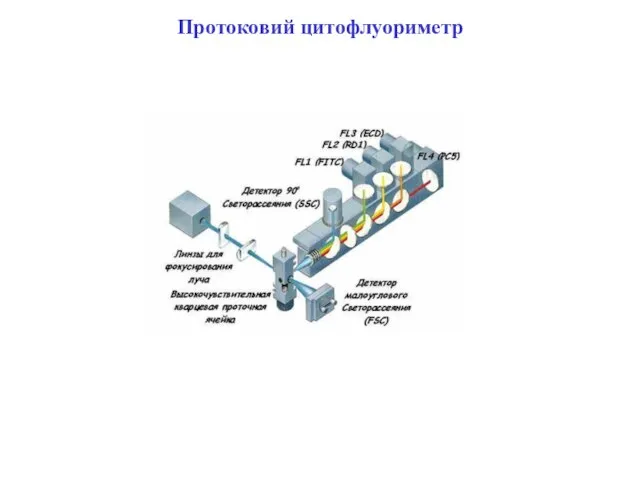 Протоковий цитофлуориметр