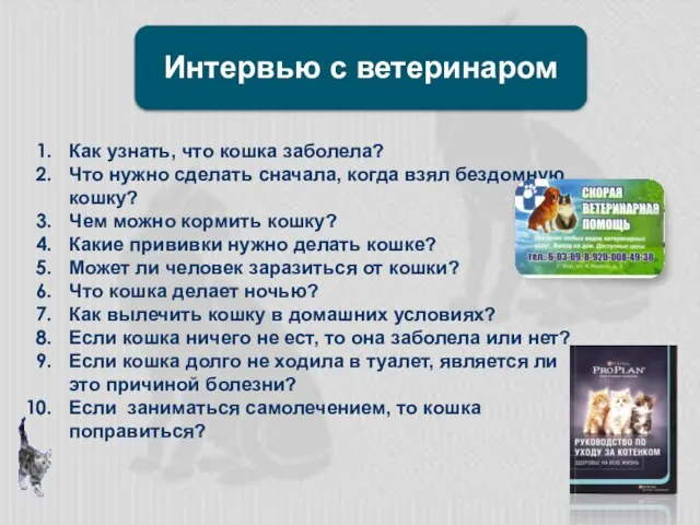 Как узнать, что кошка заболела? Что нужно сделать сначала, когда взял бездомную