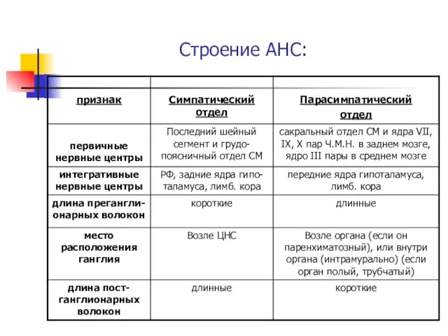 Строение АНС: