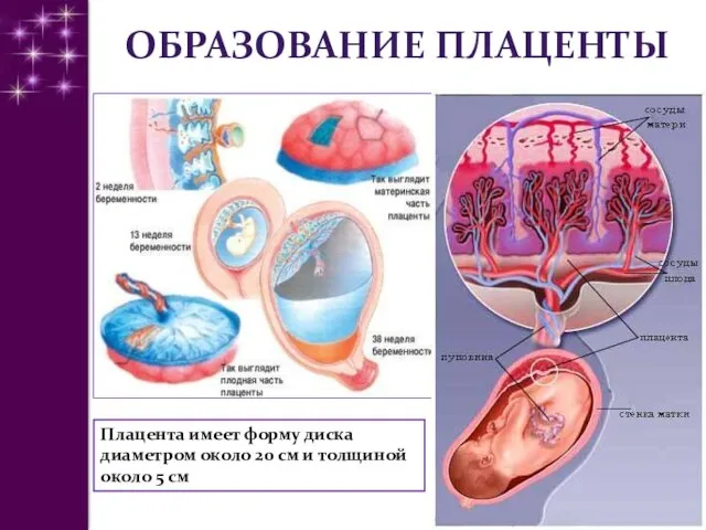 ОБРАЗОВАНИЕ ПЛАЦЕНТЫ Плацента имеет форму диска диаметром около 20 см и толщиной около 5 см