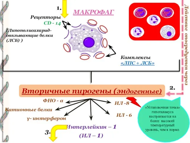 МАКРОФАГ Рецепторы CD - 14 Комплексы «ЛПС + ЛСБ» (Липополисахарид- связывающие белки