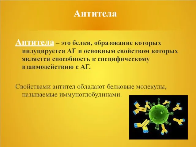 Антитела Антитела – это белки, образование которых индуцируется АГ и основным свойством