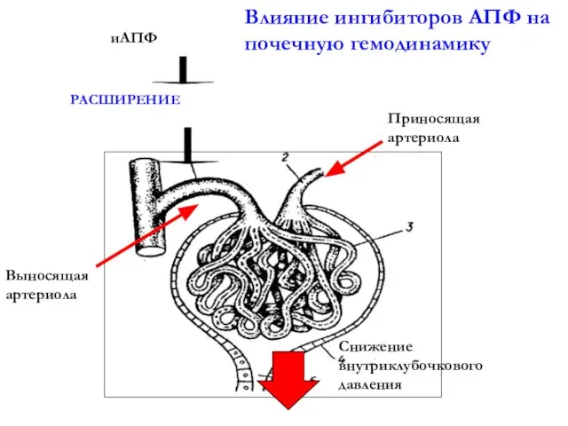 Влияние ингибиторов АПФ на почечную гемодинамику Приносящая артериола Выносящая артериола РАСШИРЕНИЕ Снижение внутриклубочкового давления иАПФ