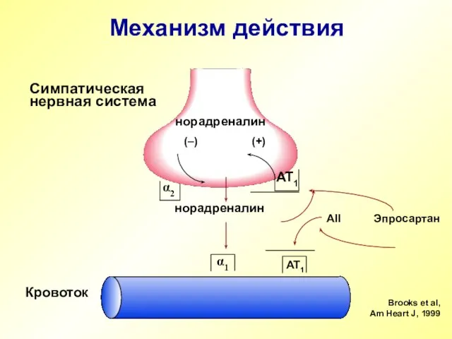 Механизм действия Симпатическая нервная система Кровоток α1 α2 AT1 AT1 (–) (+)