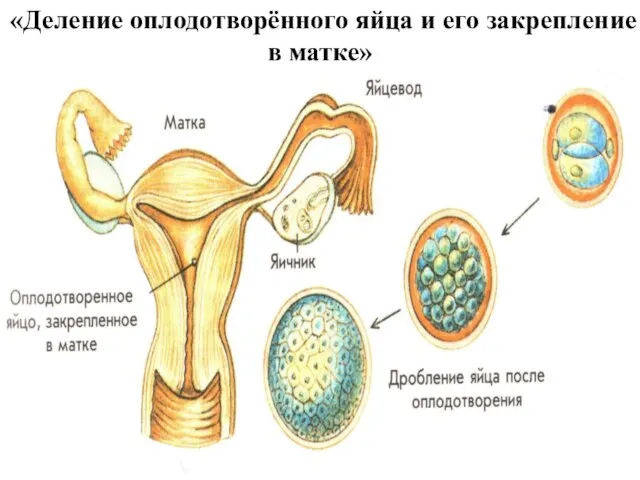 «Деление оплодотворённого яйца и его закрепление в матке»