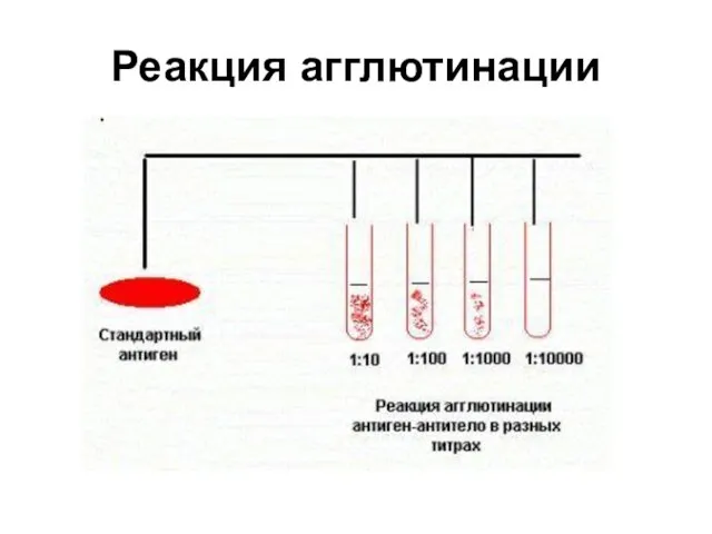 Реакция агглютинации