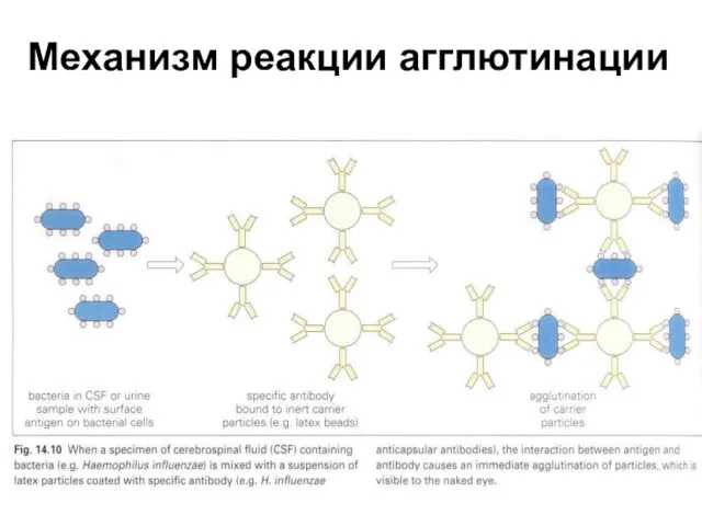 Механизм реакции агглютинации