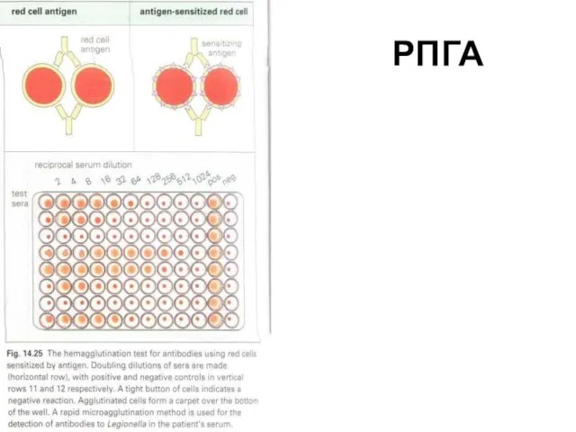 РПГА