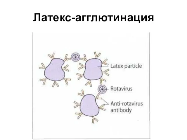 Латекс-агглютинация