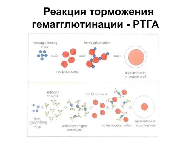 Реакция торможения гемагглютинации - РТГА