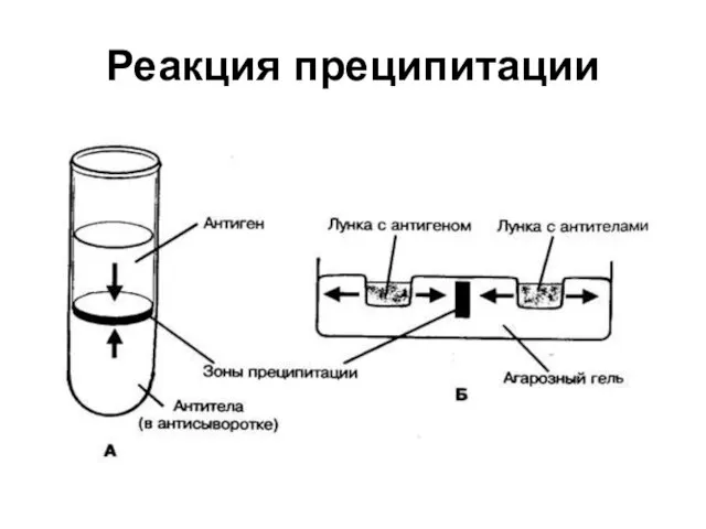 Реакция преципитации