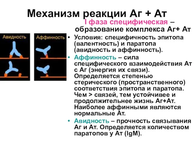 Механизм реакции Аг + Ат I фаза специфическая – образование комплекса Аг+