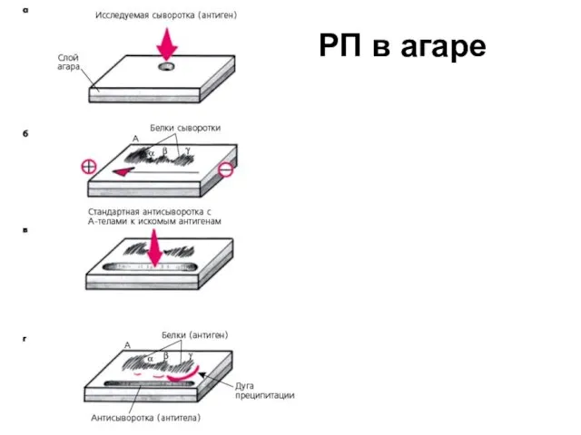 РП в агаре