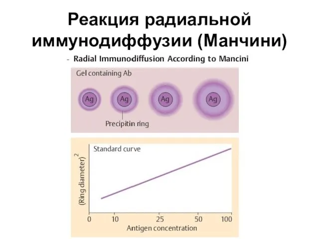 Реакция радиальной иммунодиффузии (Манчини)