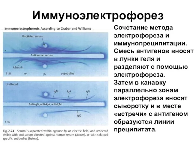 Иммуноэлектрофорез Сочетание метода электрофореза и иммунопреципитации. Смесь антигенов вносят в лунки геля