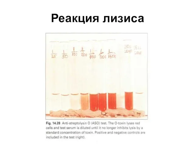 Реакция лизиса