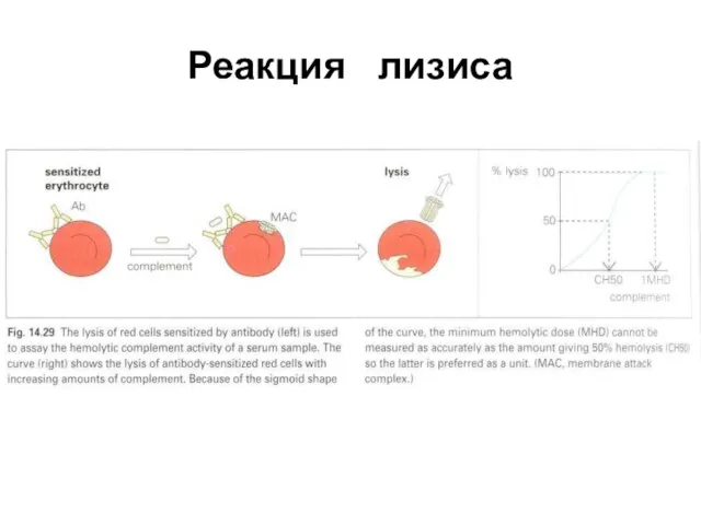 Реакция лизиса