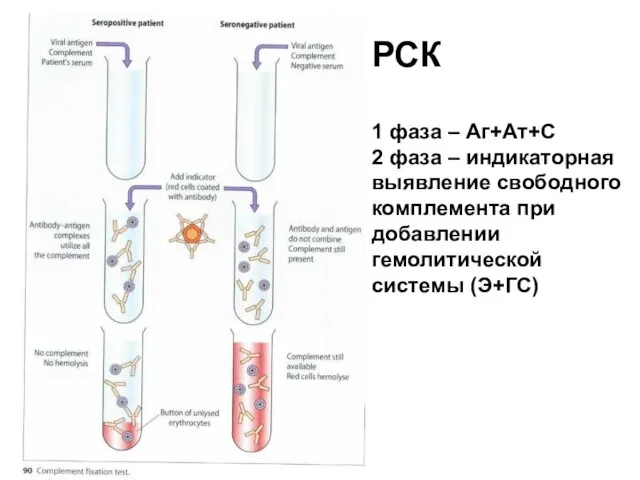 РСК 1 фаза – Аг+Ат+С 2 фаза – индикаторная выявление свободного комплемента