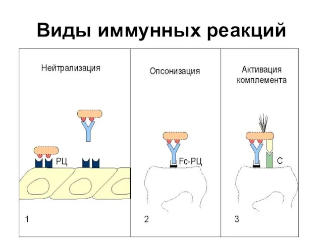 Виды иммунных реакций