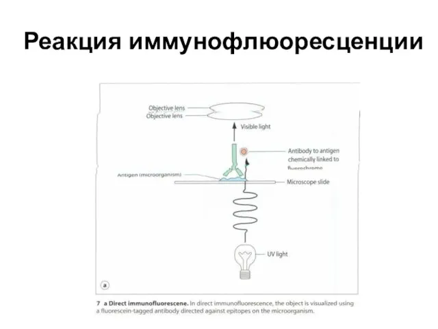 Реакция иммунофлюоресценции