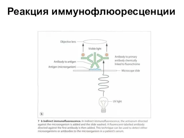 Реакция иммунофлюоресценции