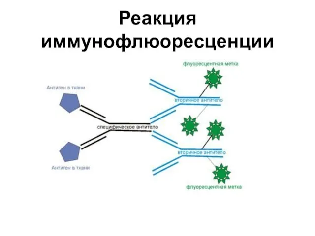 Реакция иммунофлюоресценции