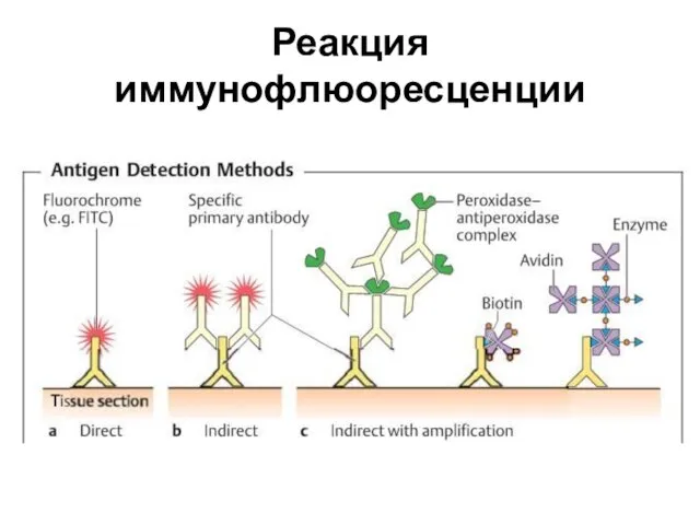 Реакция иммунофлюоресценции