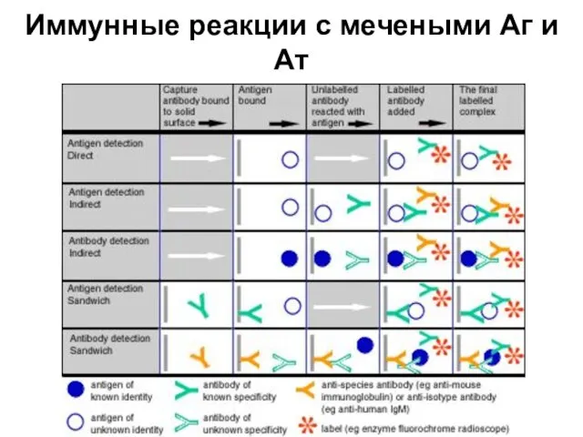 Иммунные реакции с мечеными Аг и Ат