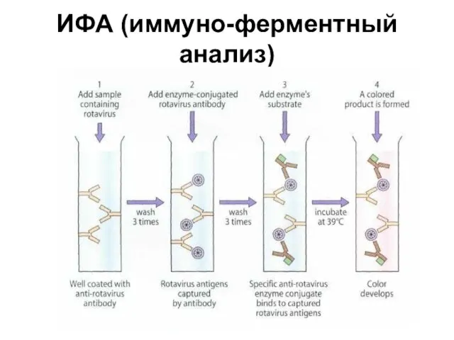 ИФА (иммуно-ферментный анализ)