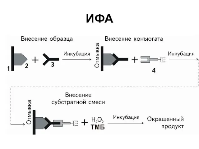 ИФА