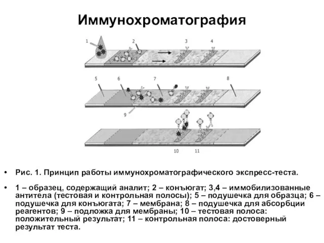 Иммунохроматография Рис. 1. Принцип работы иммунохроматографического экспресс-теста. 1 – образец, содержащий аналит;