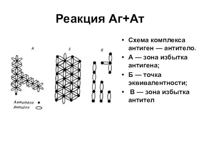 Реакция Аг+Ат Схема комплекса антиген — антитело. А — зона избытка антигена;