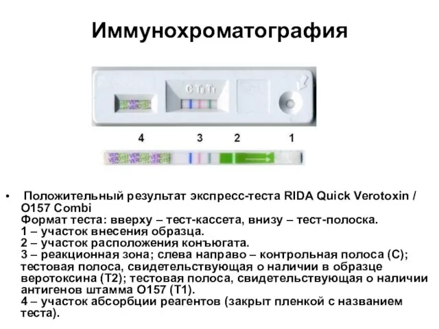 Иммунохроматография Положительный результат экспресс-теста RIDA Quick Verotoxin / О157 Combi Формат теста: