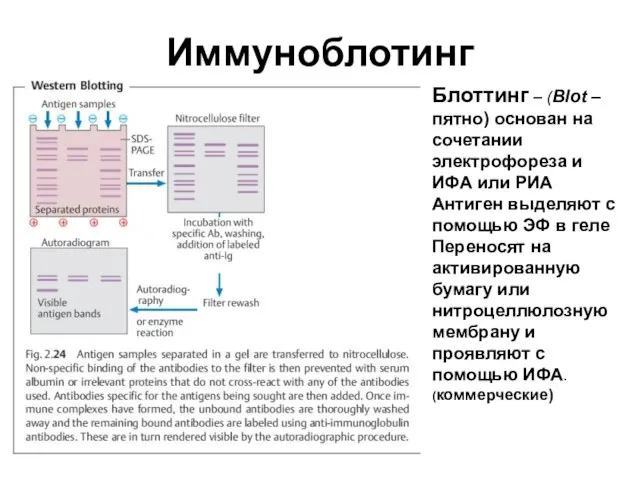 Иммуноблотинг Блоттинг – (Blot –пятно) основан на сочетании электрофореза и ИФА или