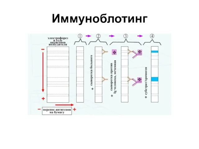 Иммуноблотинг