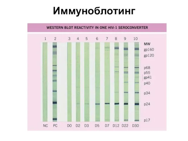 Иммуноблотинг