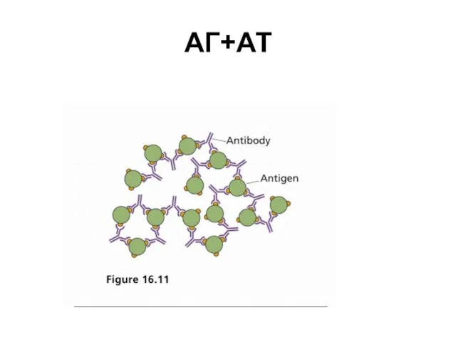 АГ+АТ