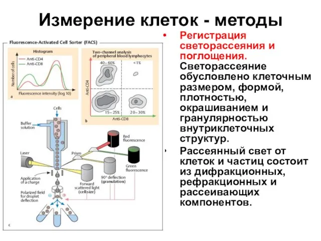 Измерение клеток - методы Регистрация светорассеяния и поглощения. Светорассеяние обусловлено клеточным размером,