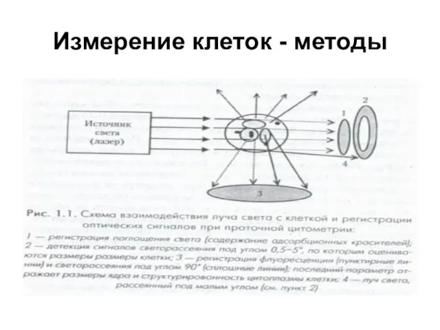 Измерение клеток - методы