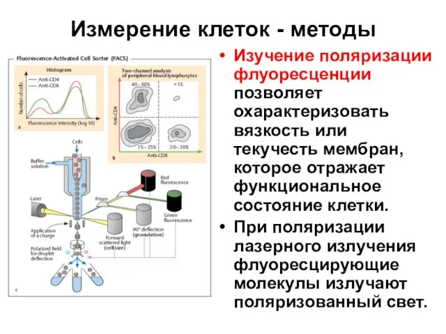 Измерение клеток - методы Изучение поляризации флуоресценции позволяет охарактеризовать вязкость или текучесть