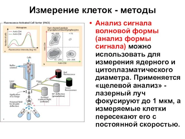 Измерение клеток - методы Анализ сигнала волновой формы (анализ формы сигнала) можно