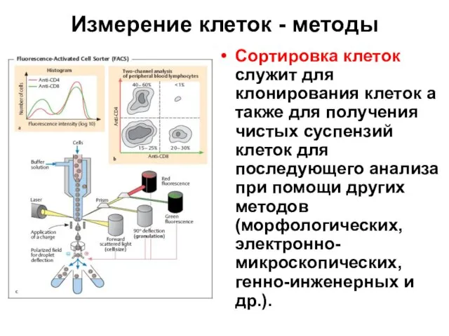 Измерение клеток - методы Сортировка клеток служит для клонирования клеток а также