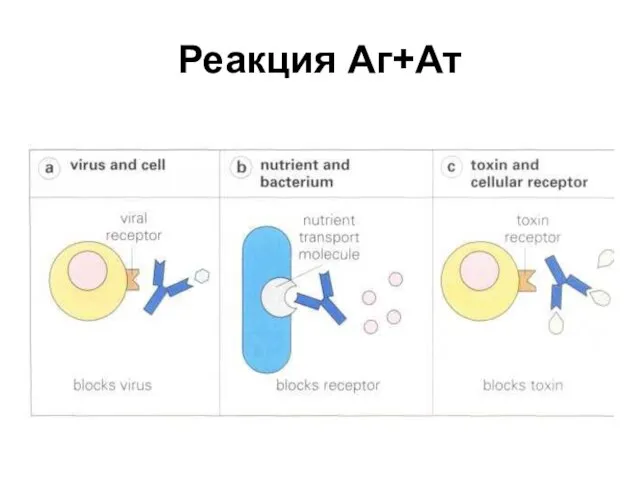 Реакция Аг+Ат